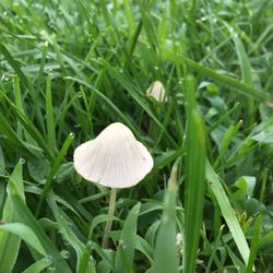 Close-up of plant growing in field