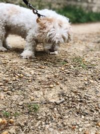 White dog in a field