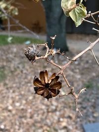 Close-up of leaves