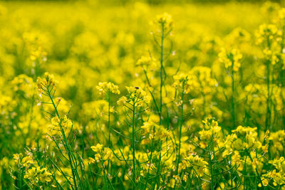 Close-up of fresh yellow flowers in field