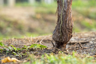 Close-up of tree trunk on field