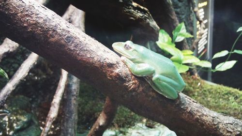 Close-up of lizard on tree