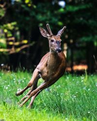 Deer on field