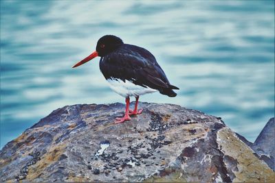 Close-up of bird perching on rock by water