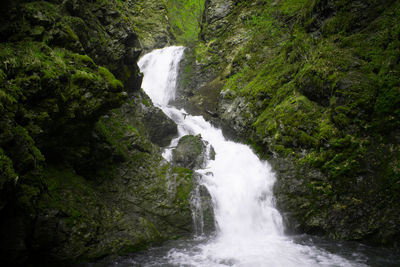 Scenic view of waterfall in forest