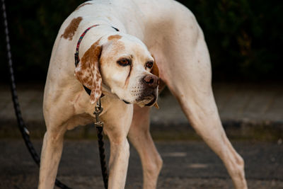 Dog looking away