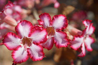 Close-up of pink flowering plant