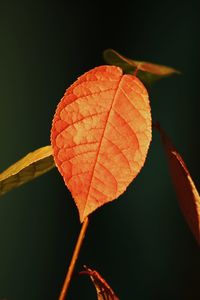 Close-up of orange leaves against black background