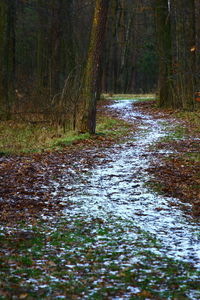 Scenic view of forest