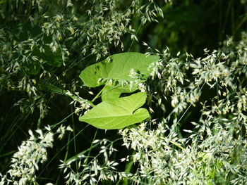 Close-up of green leaves on plant