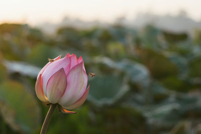 Close-up of pink flower bud