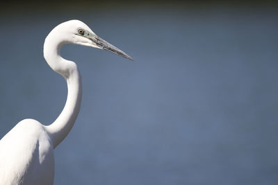 Close-up of a hand holding a bird