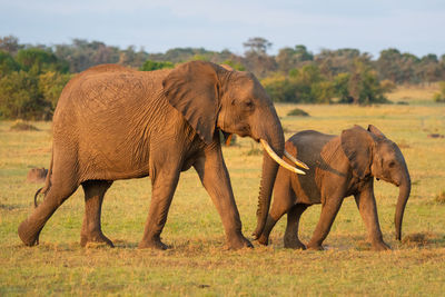 African elephant and calf walk across savannah