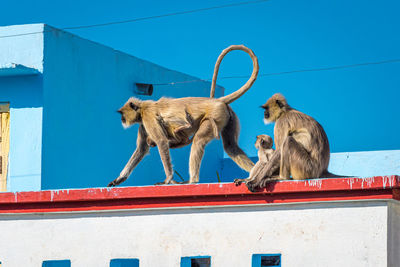 Wild animals in city in india. two langurs, semnopithecus dussumieri, and babies, rooftop in udaipur