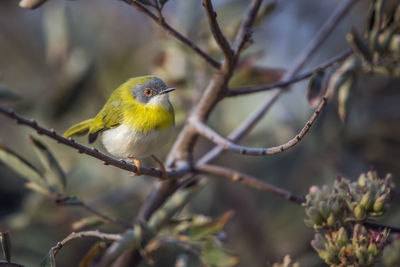 Close-up of bird perching on branch