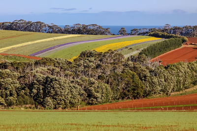 Scenic view of agricultural field against sky