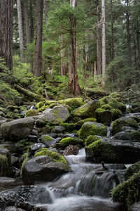 Scenic view of waterfall in forest