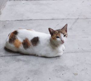 Portrait of cat sitting outdoors