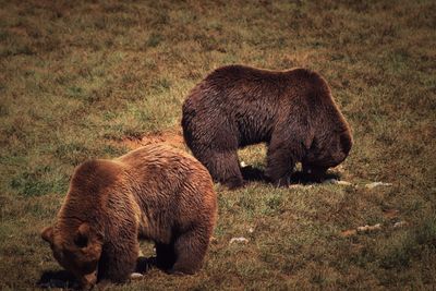 Bears on field