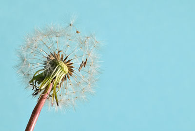 Close-up of wilted plant against blue background