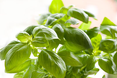 Close-up of fresh green plant