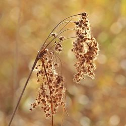 Close-up of plant against blurred background