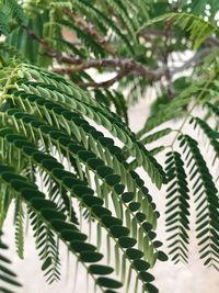 Close-up of plant