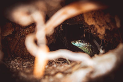 Close-up of lizard