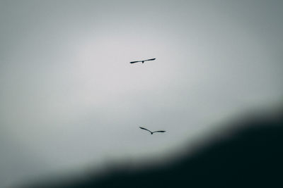 Low angle view of silhouette bird flying in sky