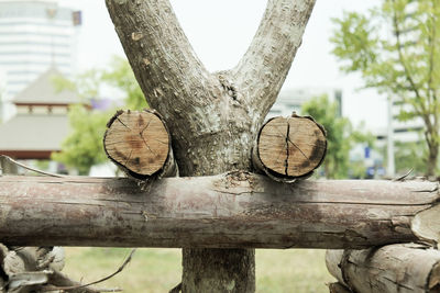 Close-up of tree trunk in yard