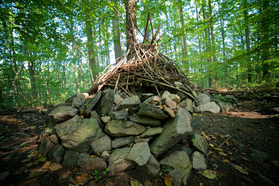 Tree trunk in forest