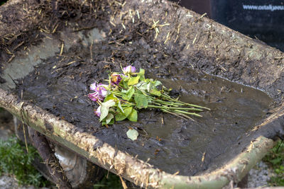 High angle view of flowering plant