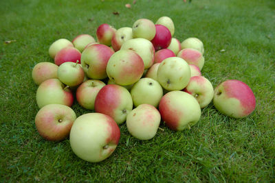 Wide and low angle side view of a stack of brightly colored garden apples. natural and home grown