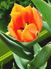 Close-up of yellow flower