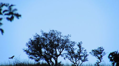 Low angle view of trees against clear blue sky