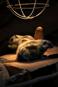 Close-up of cat sleeping in zoo