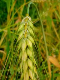 Close-up of plant