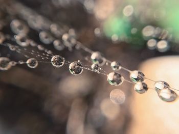 Close-up of water drops on spider web