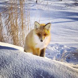 Cat on snow covered land