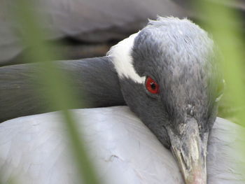 Close-up of a bird