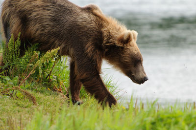 Bear at lakeshore