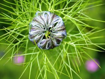 Close-up of purple flowering plant