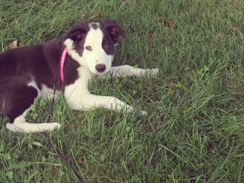 Dog lying on grassy field