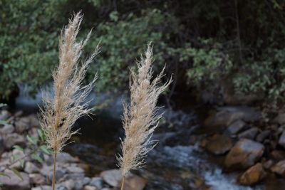 Close-up of feather on rock