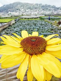 Close-up of sunflower in bloom