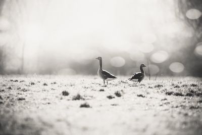 Close-up of birds on snow