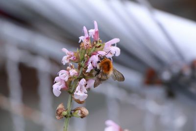 Close-up of bee on flower