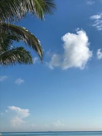 Low angle view of coconut palm tree against blue sky