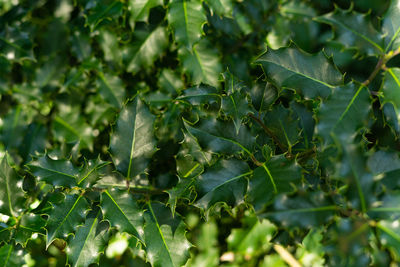 Close-up of plants