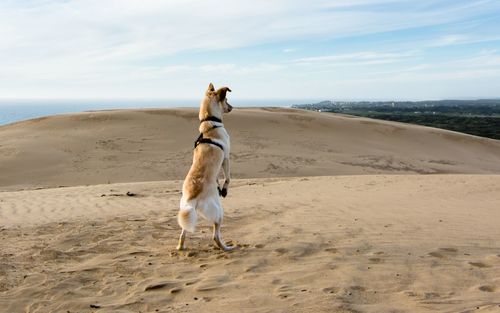 Rear view of dog standing at beach against sky